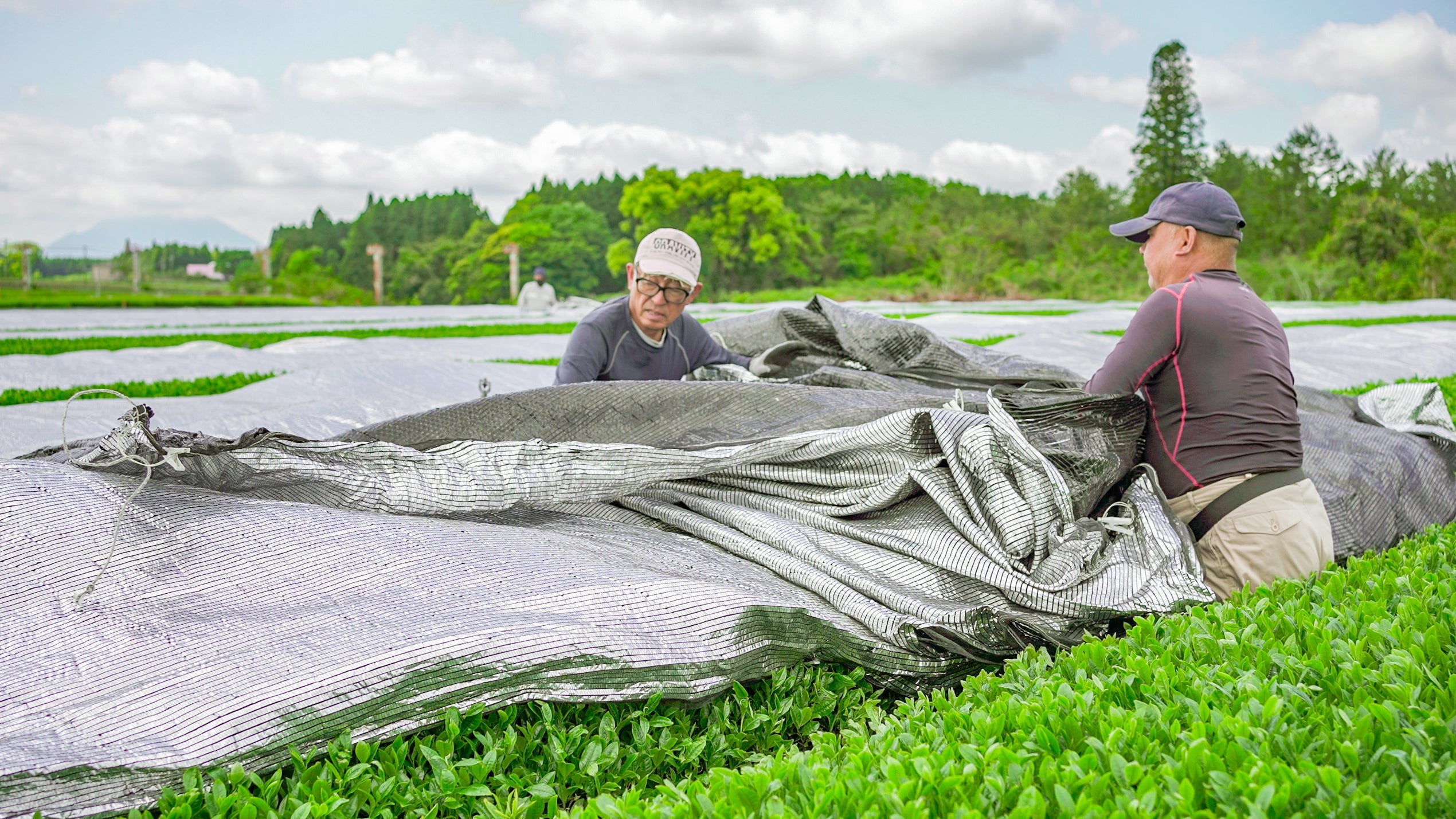 被覆栽培とは|光を遮って旨みと、色を育てる技術 - 今村茶園