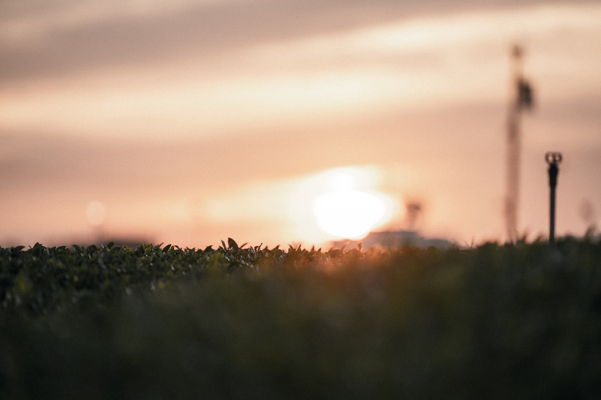 2025年を振り返って。 - 今村茶園