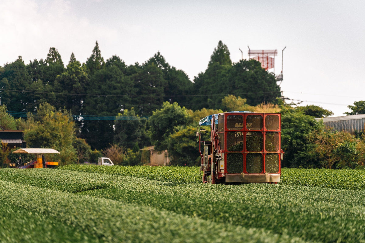 新茶・二番茶・秋冬番茶とは|季節で変わる霧島茶の味わい - 今村茶園