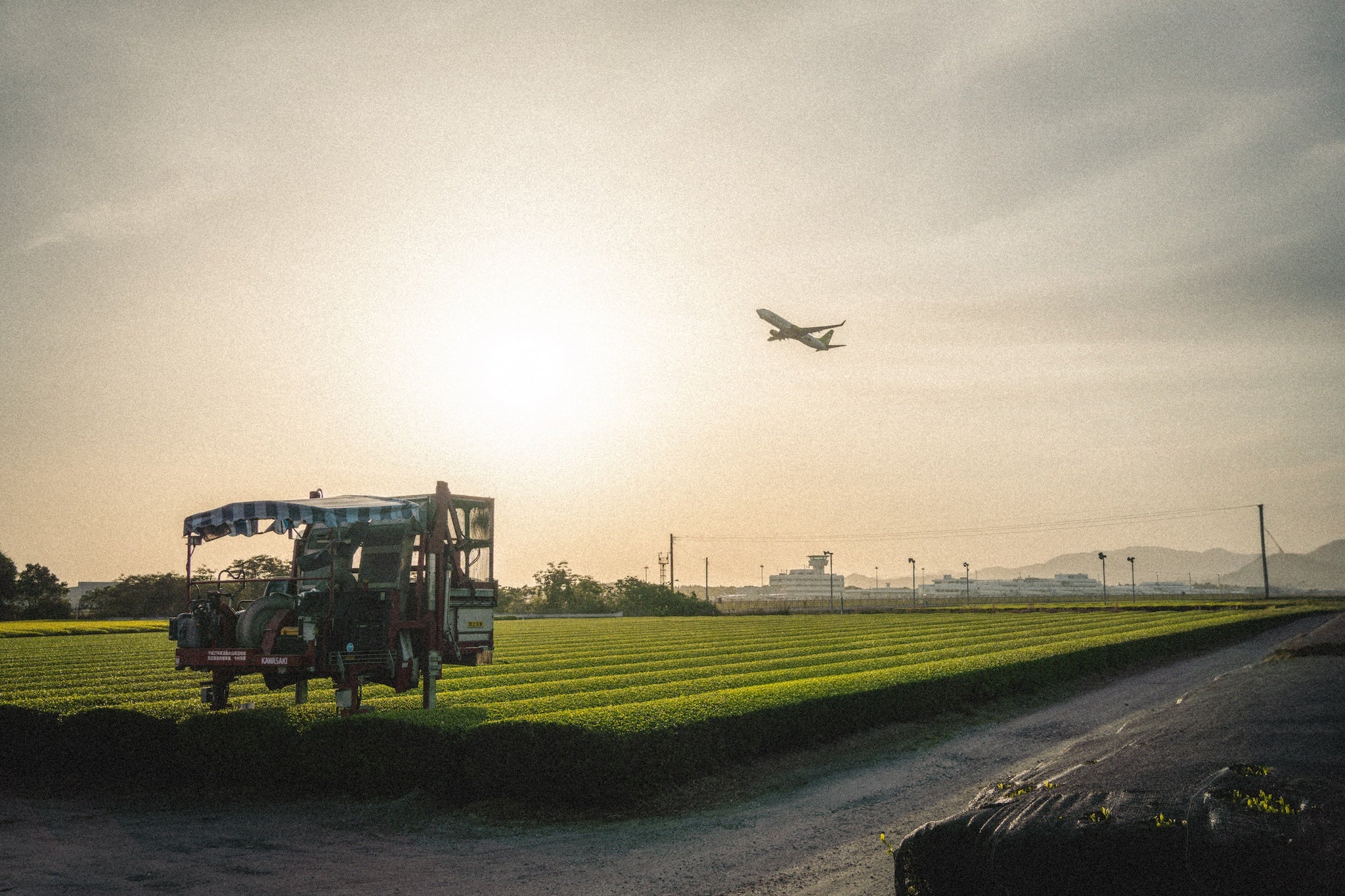 夕暮れの茶畑と摘採機、鹿児島空港を離陸する飛行機 / Tea harvester at dusk with a plane taking off from Kagoshima Airport - 今村茶園