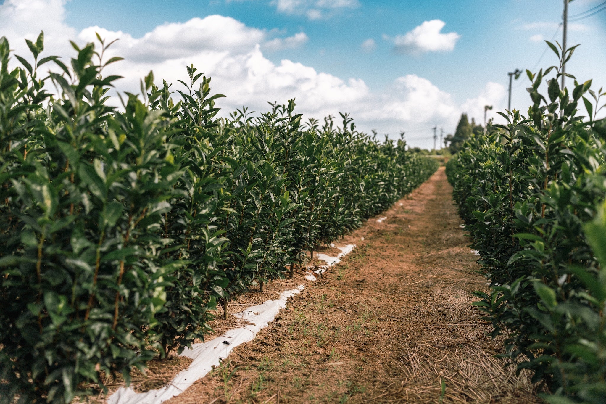 Tea plants after about two years of growth at Imamura Tea Plantation in Kirishima, Kagoshima, Japan