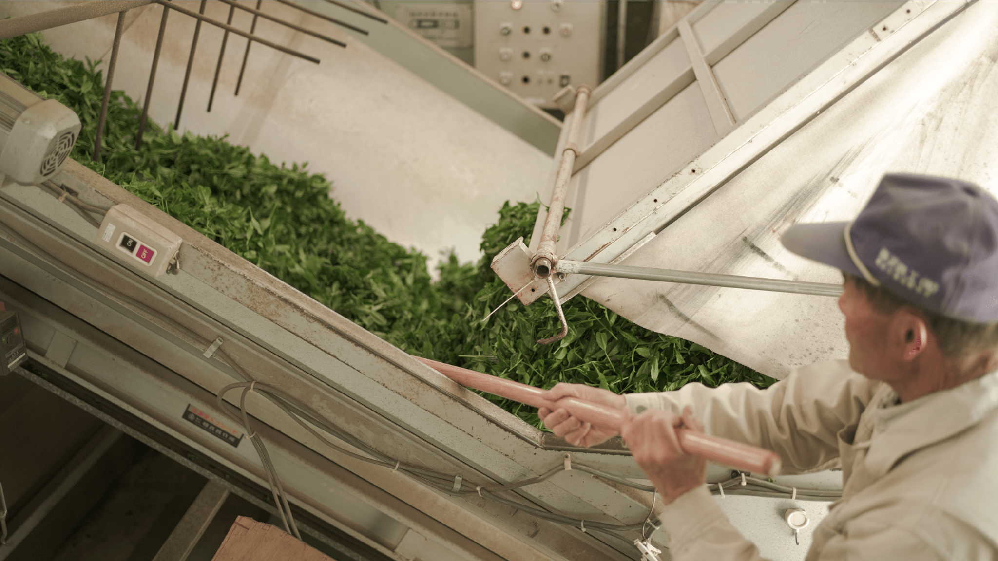 製茶ラインで摘みたての生葉を確認する様子|鹿児島・霧島の茶工場 / Fresh tea leaves on the processing line at our Kirishima, Kagoshima tea factory - 今村茶園
