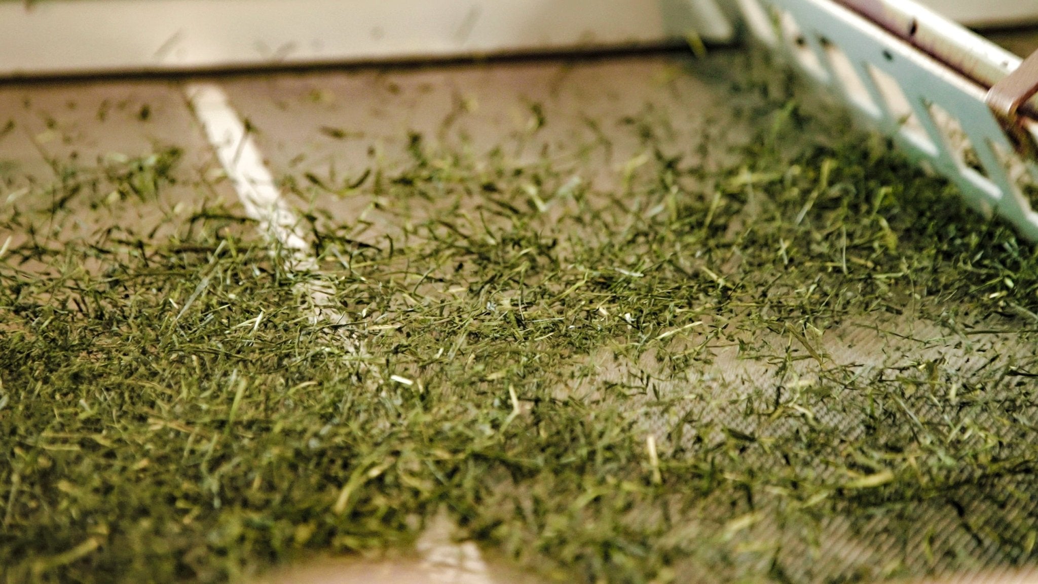 仕上げ工程中の緑の茶葉クローズアップ|霧島茶 / Close-up of green tea leaves during refining at our Kirishima tea factory - 今村茶園