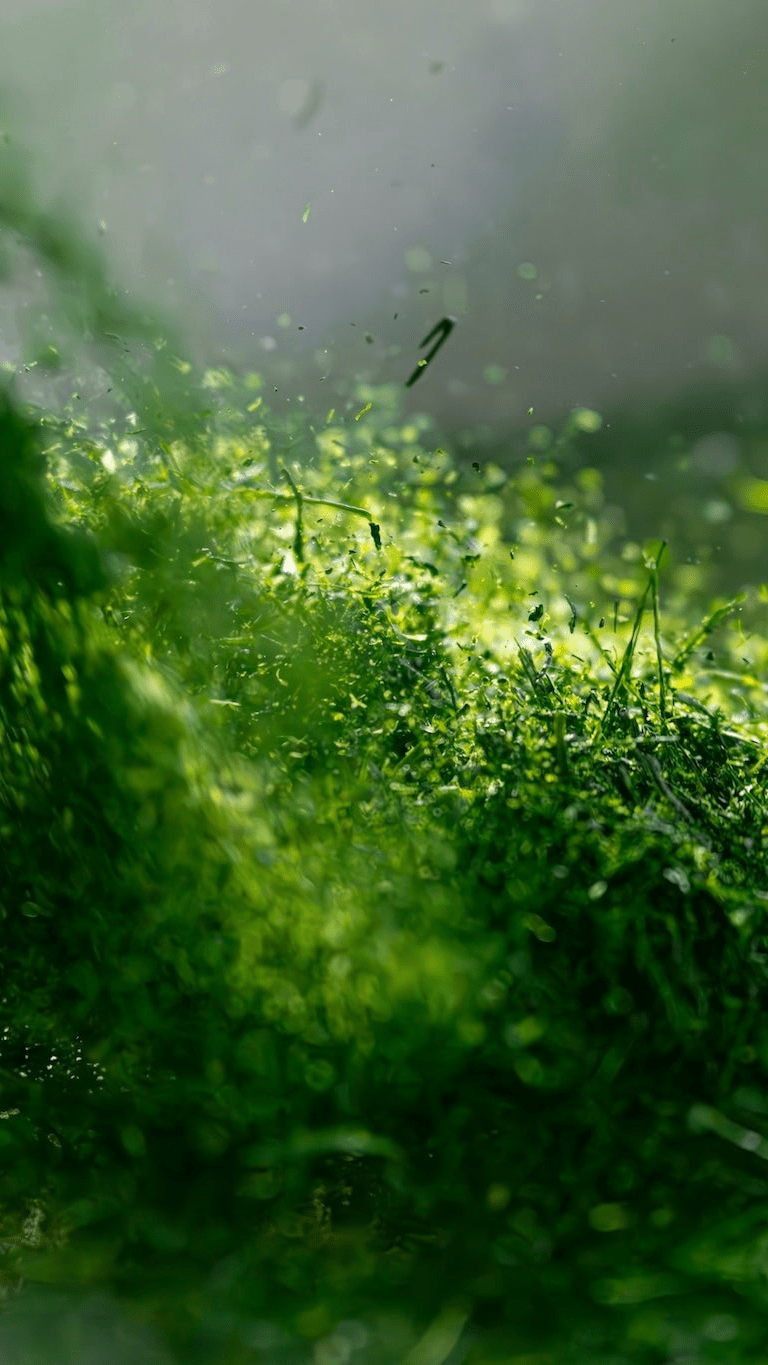 宙に舞う霧島茶の鮮やかな緑の茶葉 / Vivid green Kirishima tea leaves swirling in the air - 今村茶園