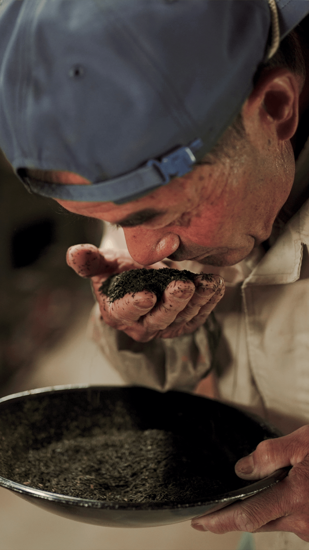 手のひらの茶葉の香りを確かめる茶師|霧島茶の仕上げ工程 / Tea master smelling finished tea leaves in his palm, Kirishima tea finishing - 今村茶園