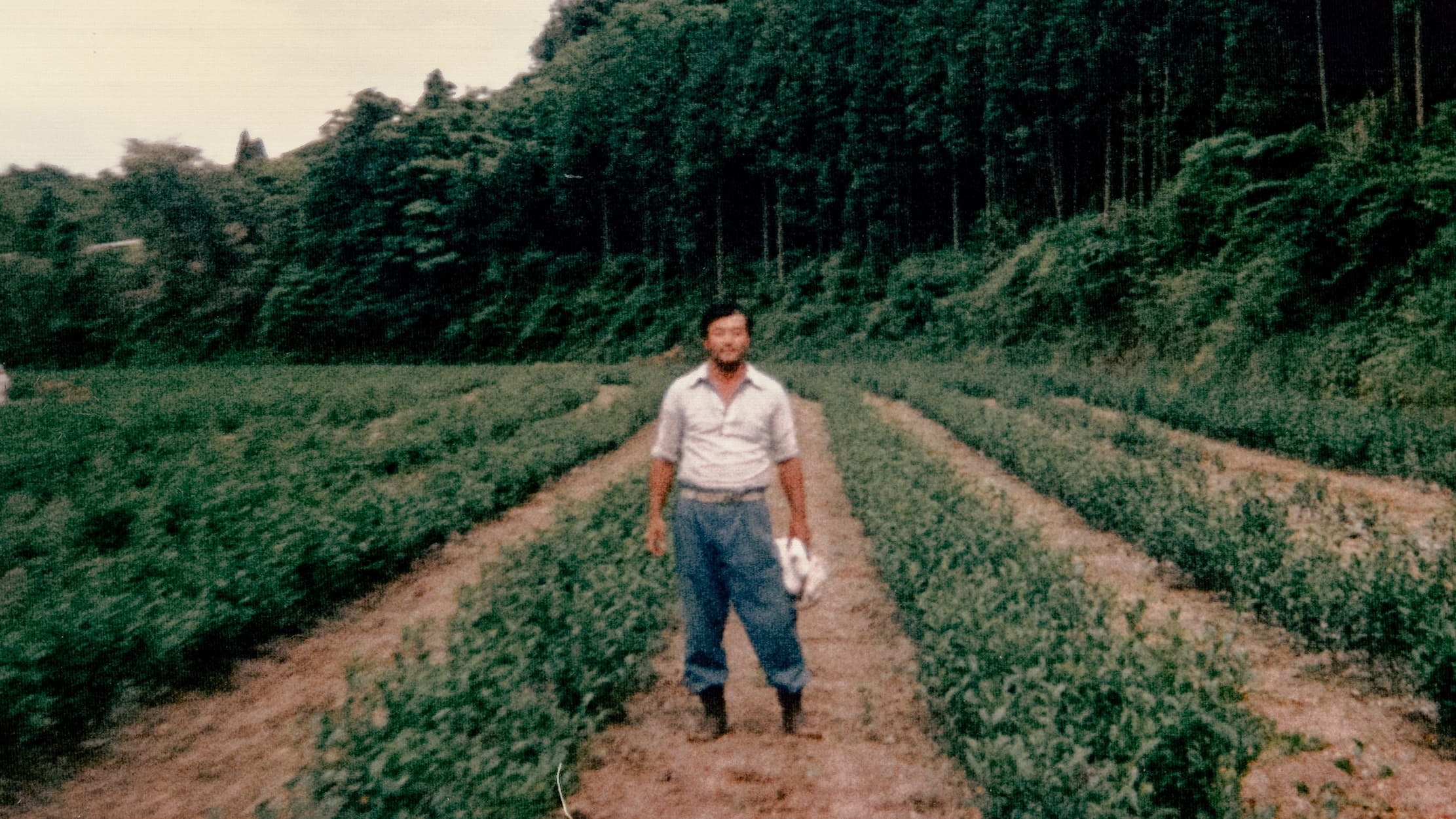 Yoshiharu Imamura in a tea field in Kirishima, Kagoshima, Japan (今村義治・霧島の茶畑にて)