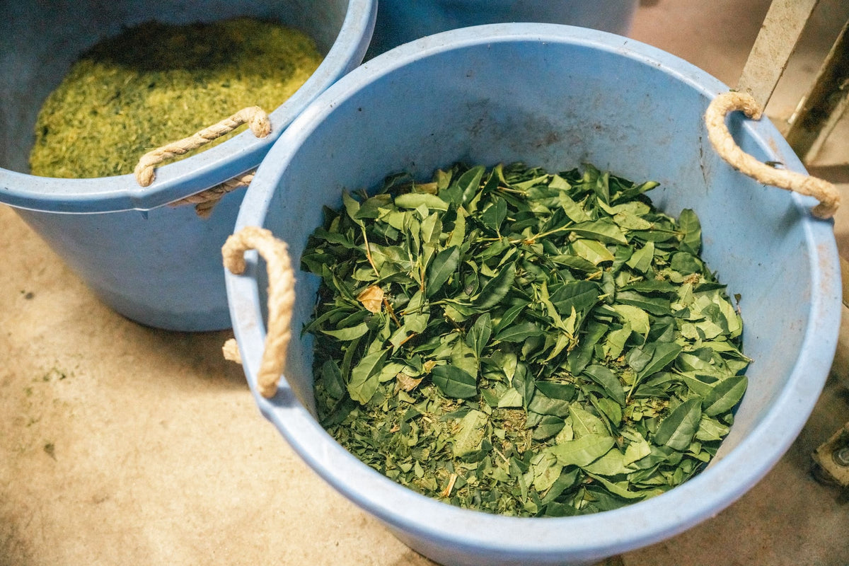 一枚の葉も捨てない｜霧島の茶畑で続ける循環型のお茶づくり