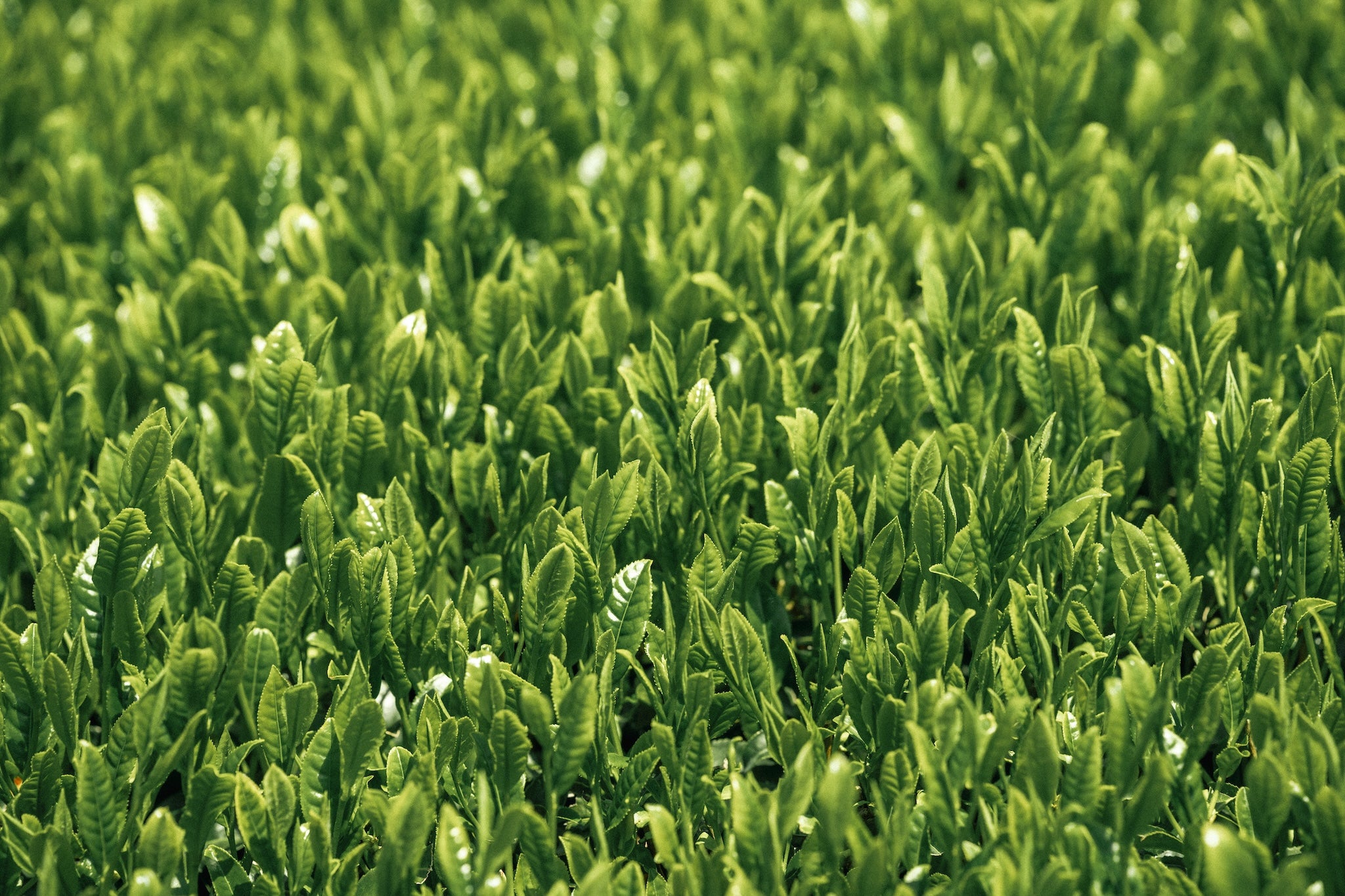 霧島茶｜特上煎茶 - 今村茶園