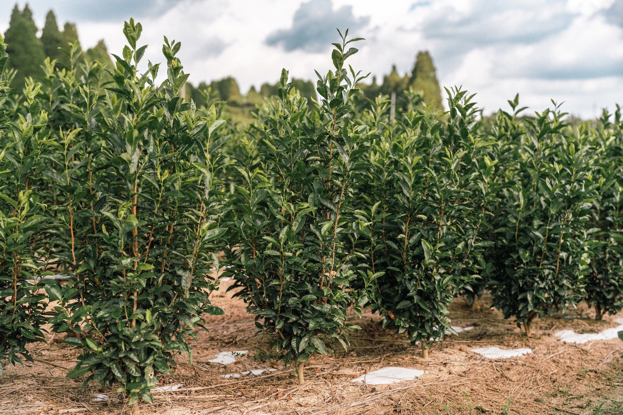 霧島茶｜特上煎茶 - 今村茶園