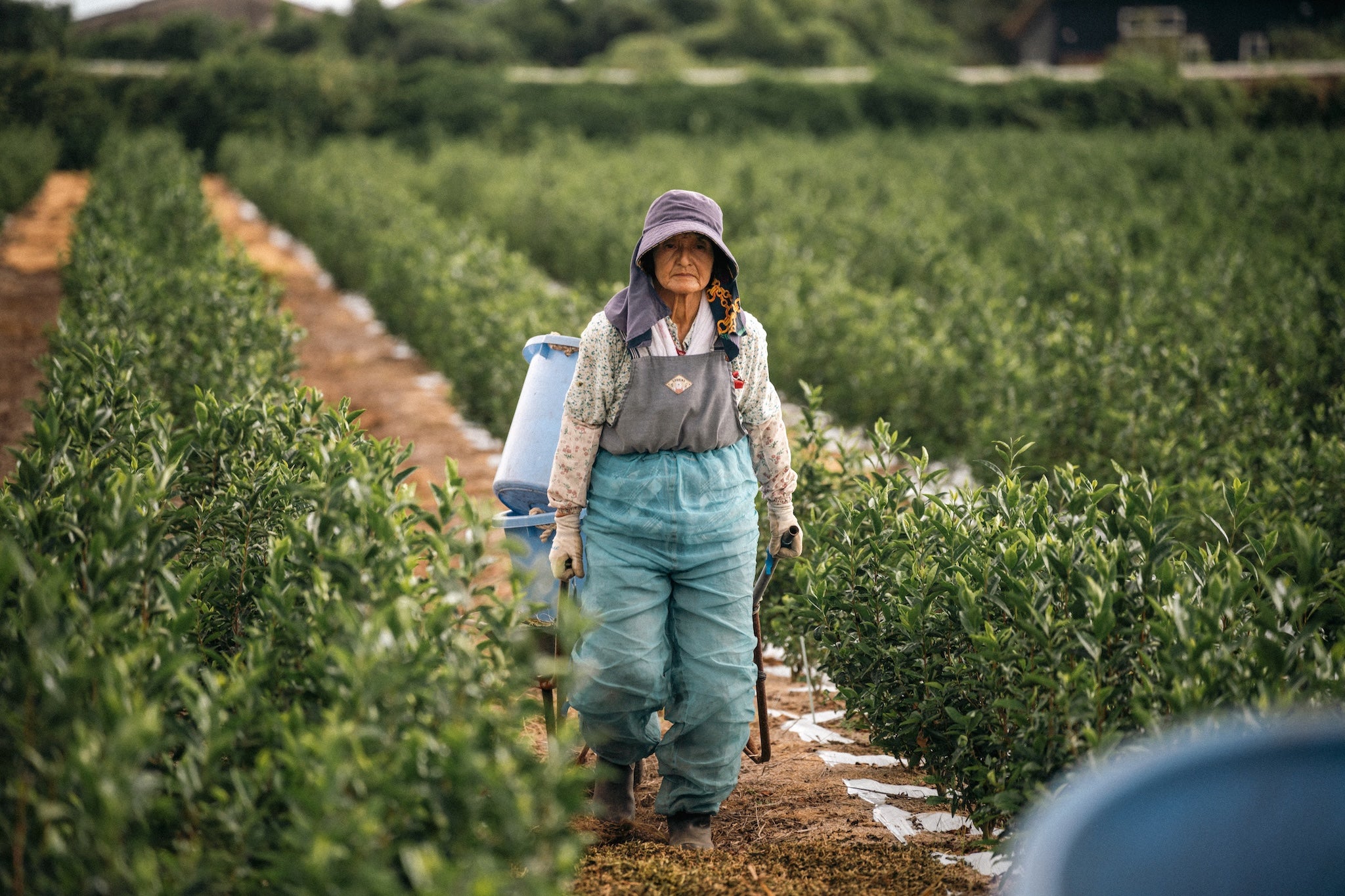 The Making of Tea — Maison IMAMURA | From Kirishima's Fields to
