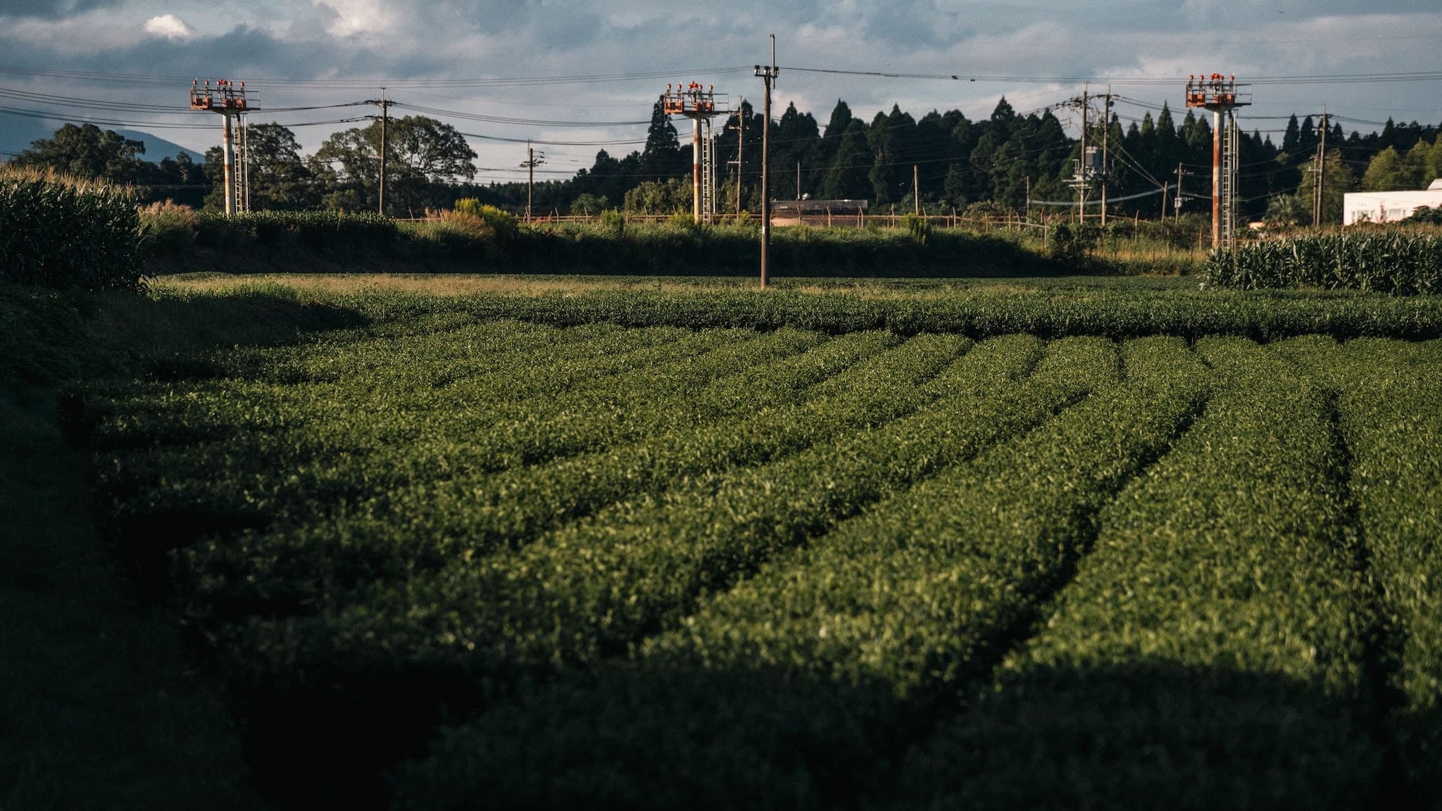 やまとみどり｜有機紅茶 - 今村茶園