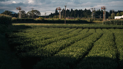 やまとみどり｜有機紅茶 - 今村茶園