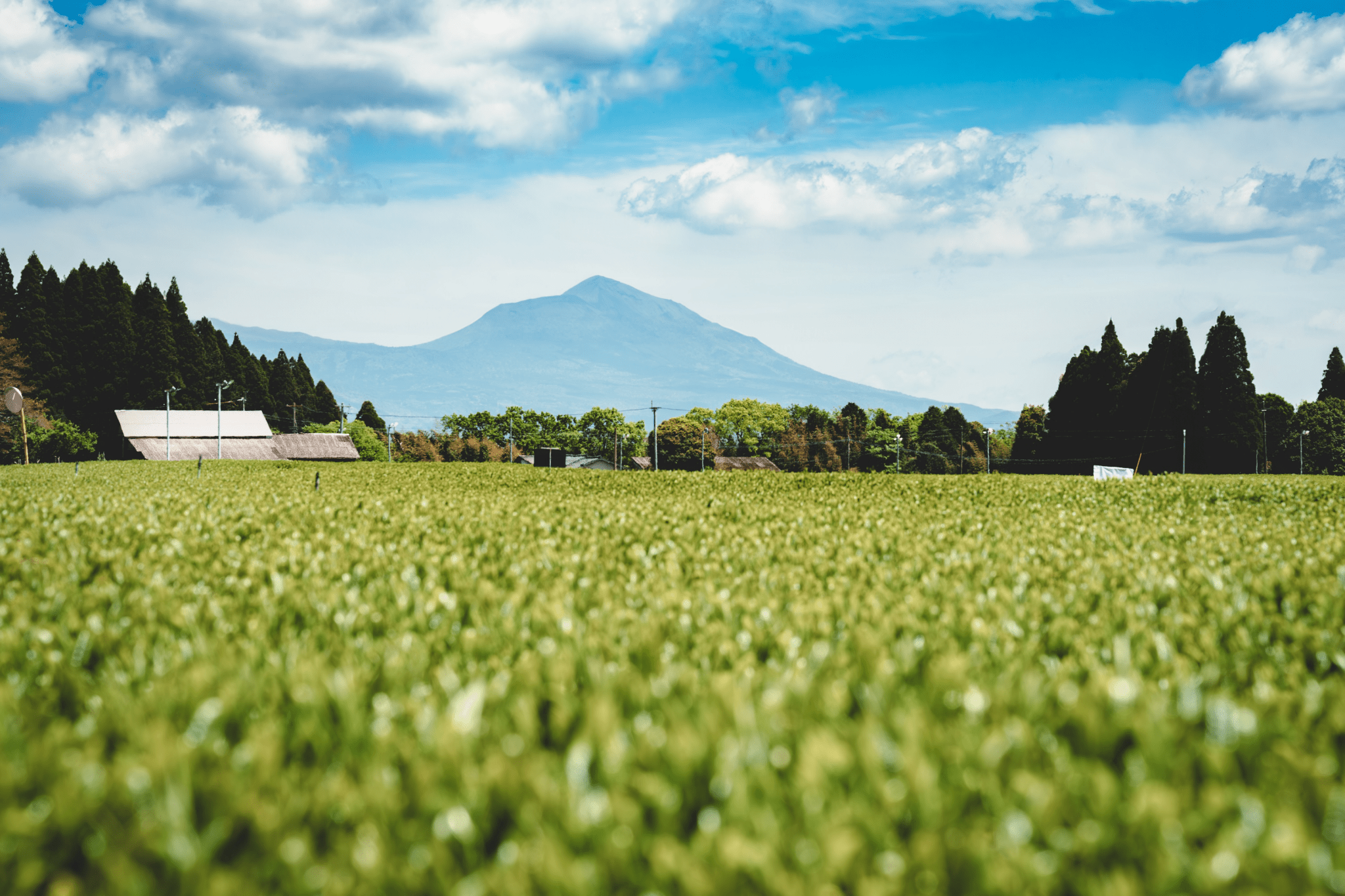 霧島連山を望む鹿児島の茶畑と青空 / Kagoshima tea field under blue sky with the Kirishima mountains in view - 今村茶園