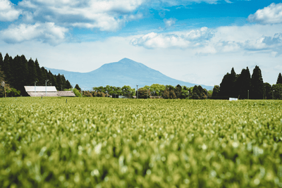 霧島連山を望む鹿児島の茶畑と青空 / Kagoshima tea field under blue sky with the Kirishima mountains in view - 今村茶園