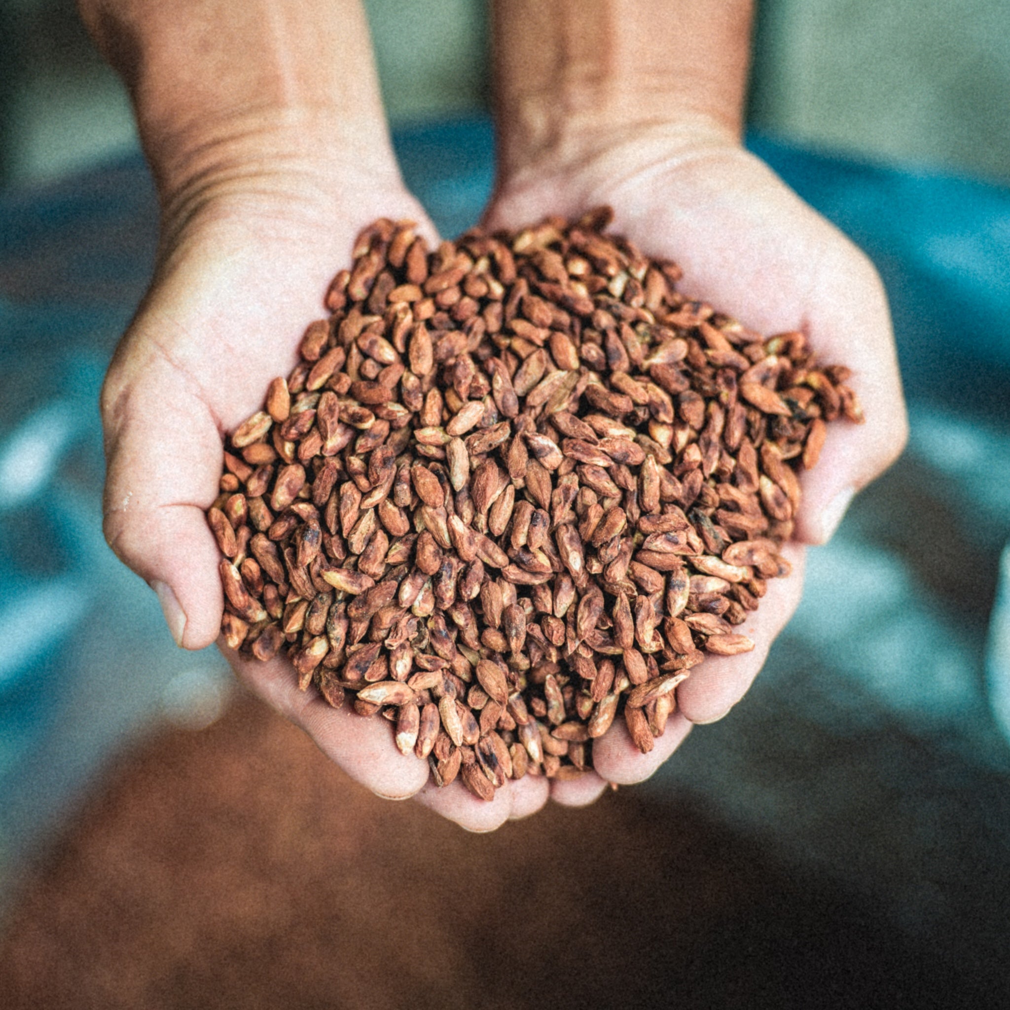 有機質肥料の原料を両手ですくう様子｜鹿児島・霧島の有機煎茶づくり / Hands holding organic fertilizer material at our Kirishima, Kagoshima tea farm - 今村茶園