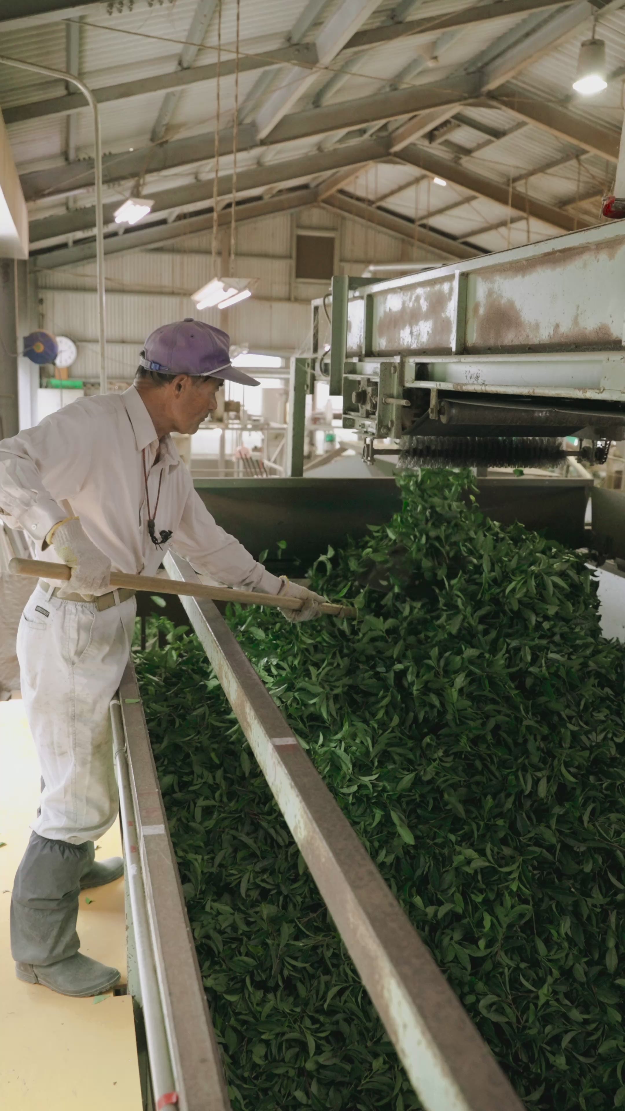 The Making of Tea — Maison IMAMURA | From Kirishima's Fields to