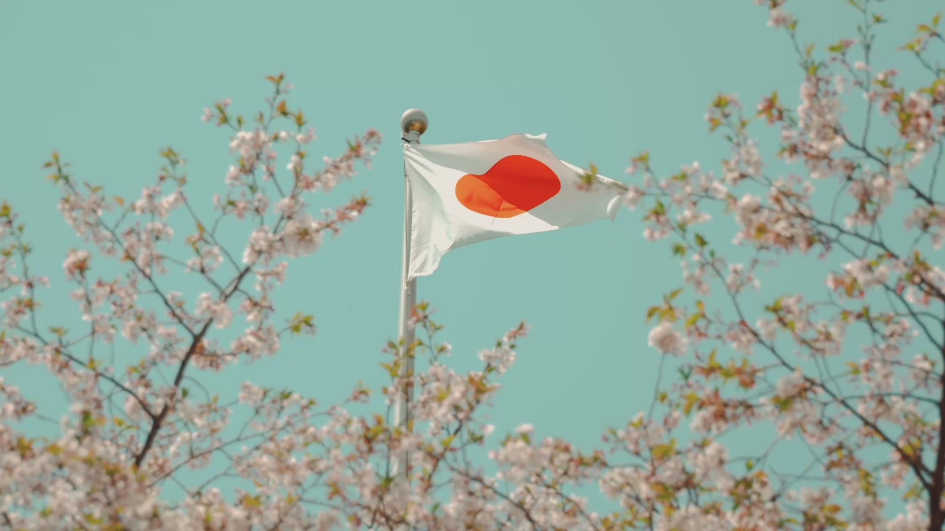 桜越しにはためく日の丸 / Japanese flag waving among cherry blossoms - 今村茶園