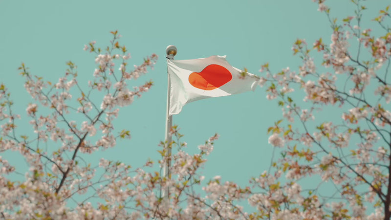 桜越しにはためく日の丸 / Japanese flag waving among cherry blossoms - 今村茶園